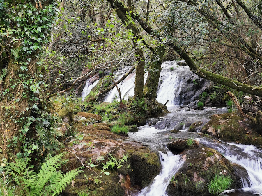 Vexetacion na Fervenza de Parga-Zas