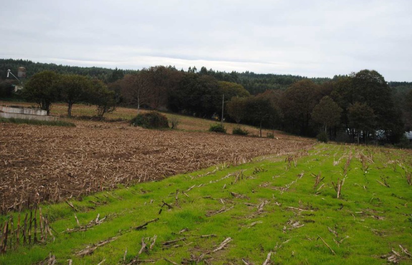 Plantacions de Millo afectadas polos eolicos