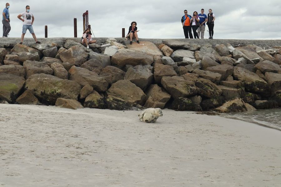 Doque lobo marino Laxe 2021 2