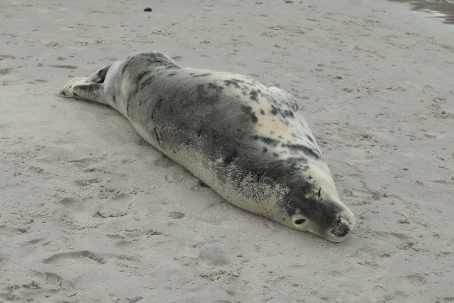 Doque lobo marino Laxe 2021 3