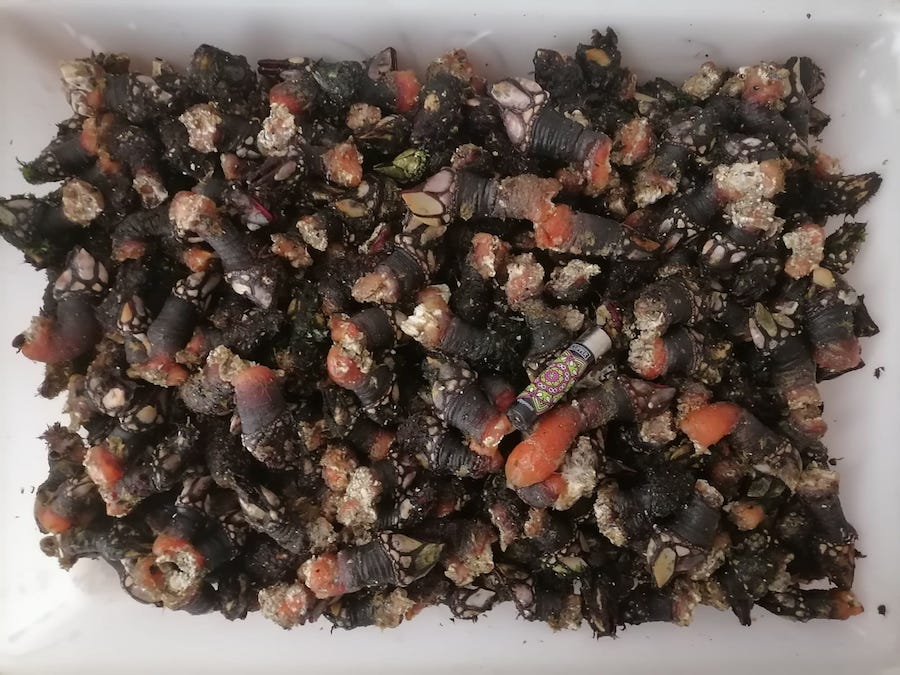 Percebes como punos no Roncudo
