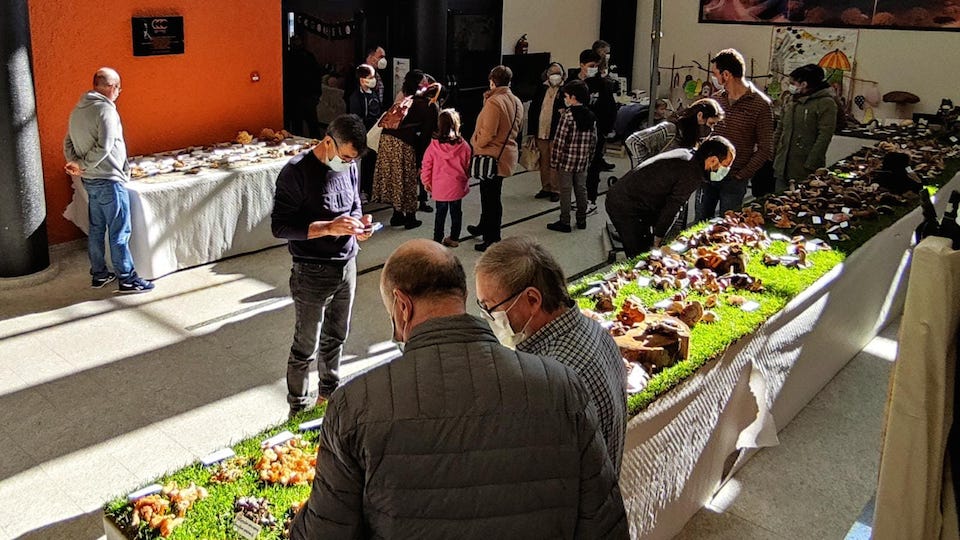 Xornadas Micoloxicas Cee 2021-Foto-Rafa Quintans