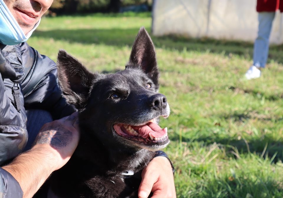 Meu can en Carballo con Erguete 5