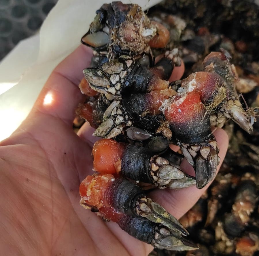 Percebe do Roncudo de Maxima calidade este Nadal