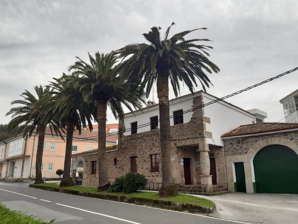 Palmeiras en Corcubion na radioneria