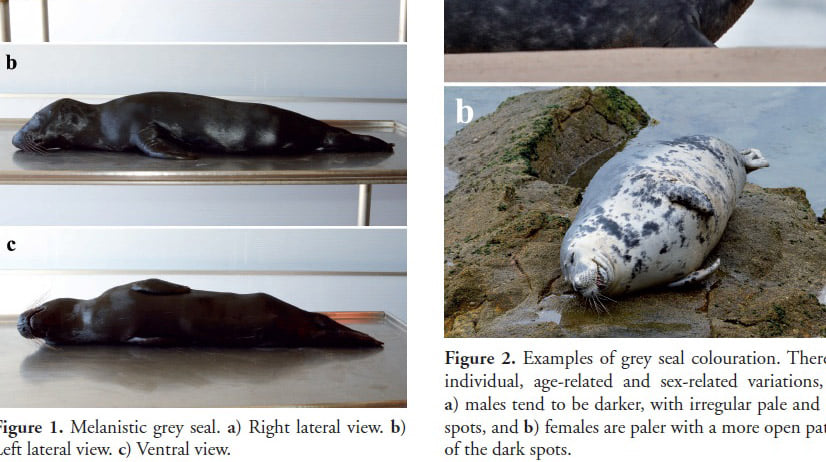 Leon Marino Melanico avistado en Corme-Ceemma