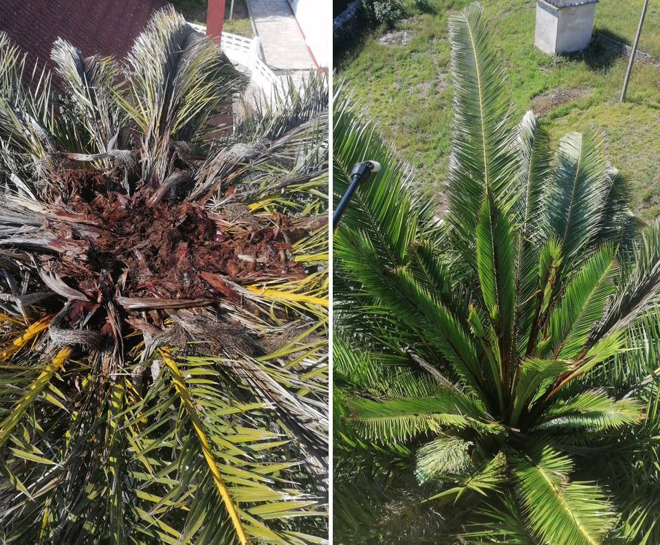 Palmeira antes e despois do tratamento contra o picudo vermello
