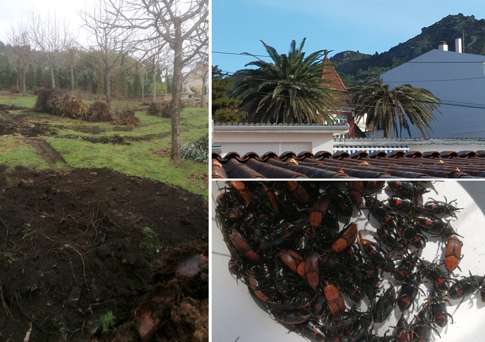 palmeiras afectadas polo picudo vermello en Muros