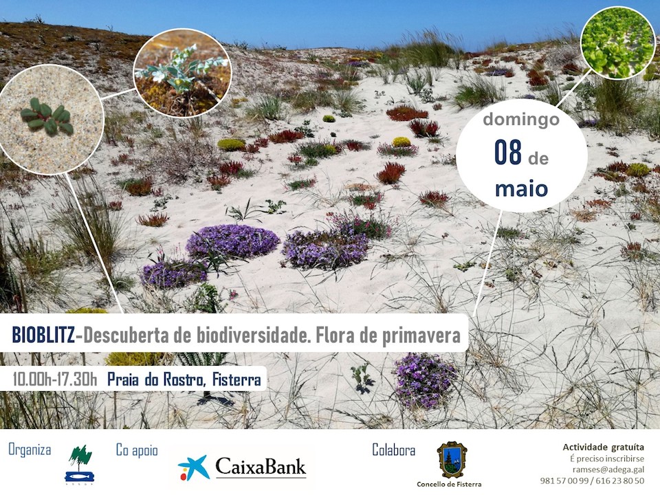 Cartaz Bioblitz Flora Primavera maio 2022