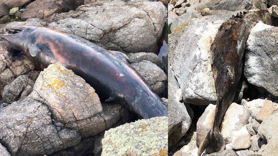 Proceso de descomposicion do golfino varado en Muxia