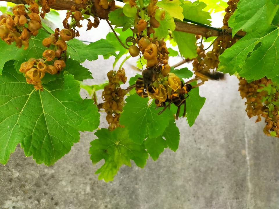 vespa-asiatica-uveira