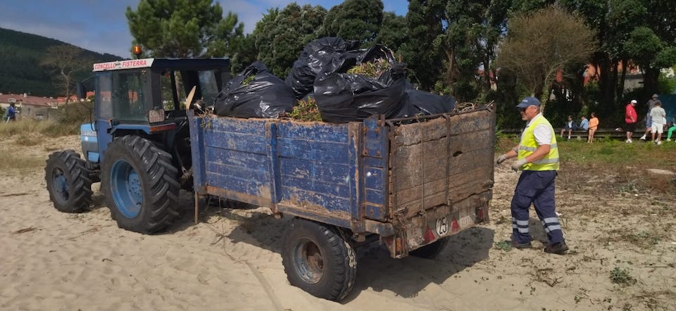 Limpeza de invasoras en Fisterra