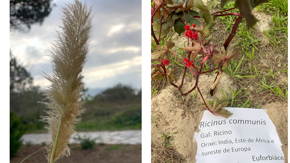 Invasoras na fin da terra