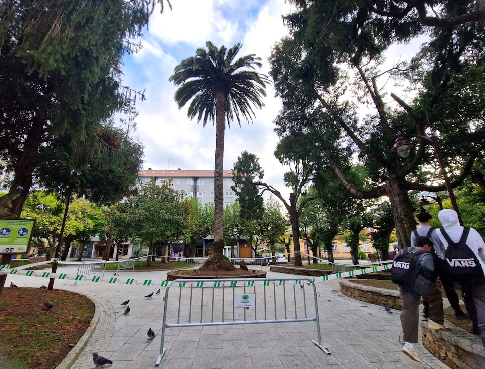 Palmeira centenaria Praza do Concello de Carballo