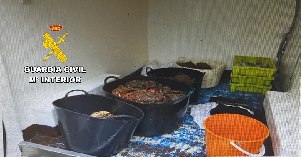 Centolas incautadas Fisterra-Furtivismo