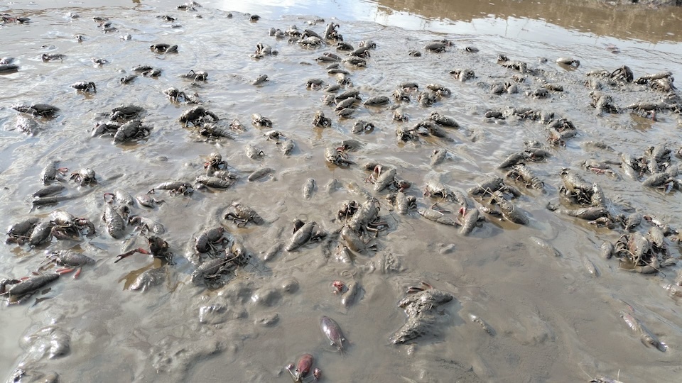 Invasion de Cangrexo de rio americano no Encoro da Fervenza-Foto-Martin Quintans 2