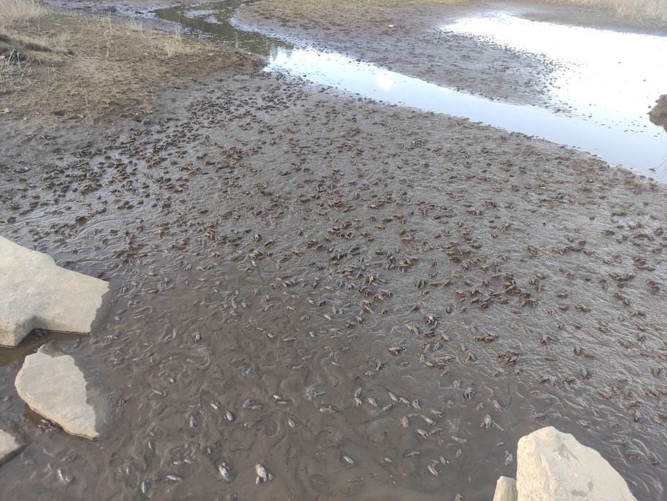 Invasion de Cangrexo de rio americano no Encoro da Fervenza-Foto-Martin Quintans 3