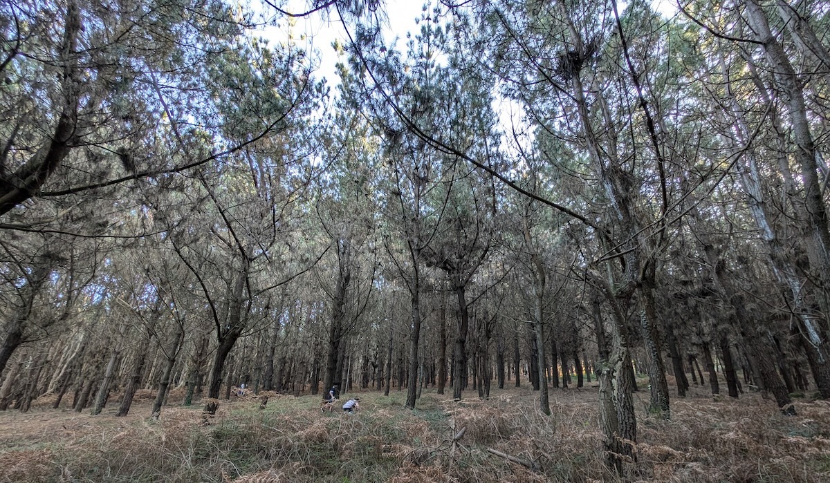 Ruta nos Pinos no Mar por Carballo-Pineiral
