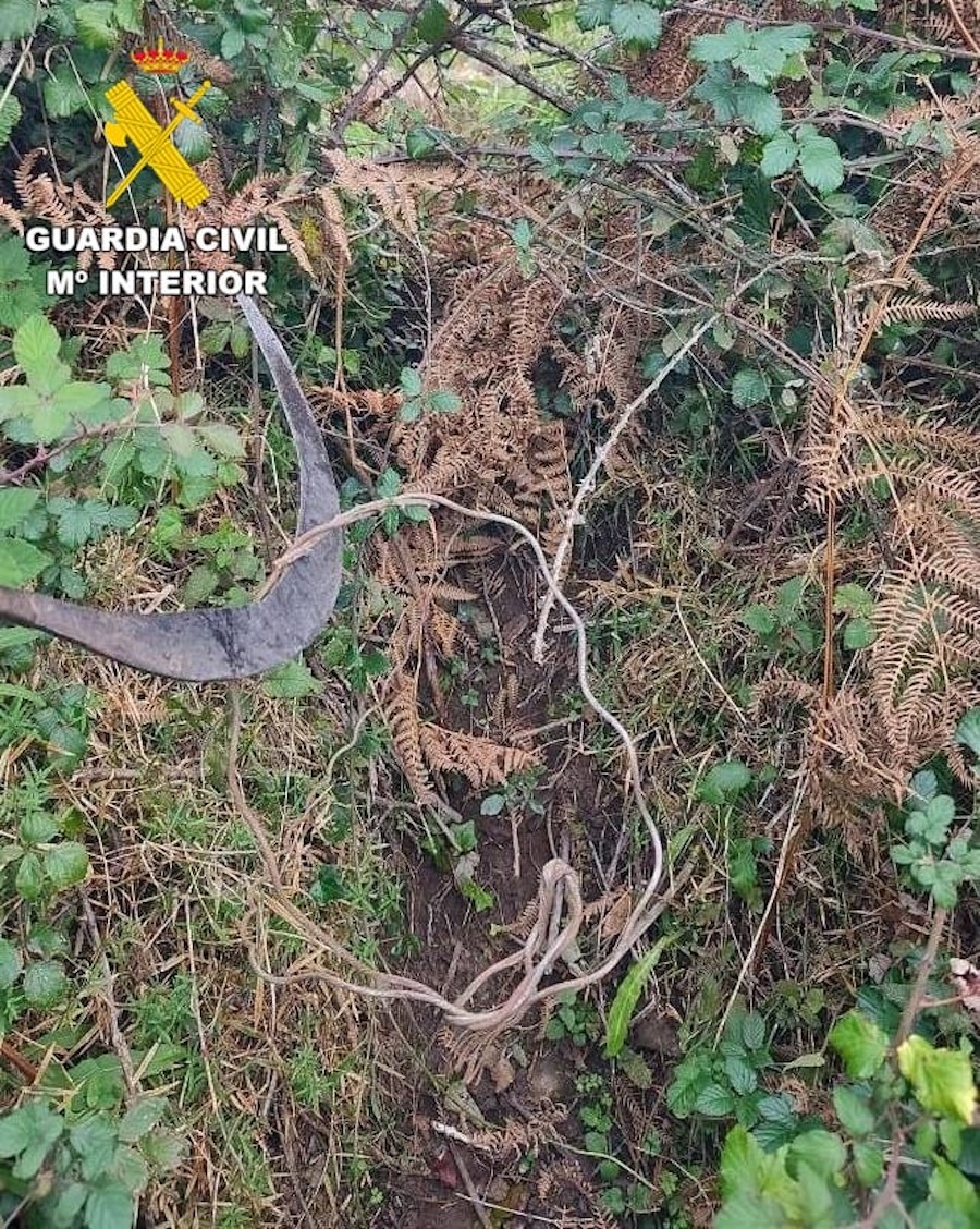 Lazos animais Garda Civil Laracha 3