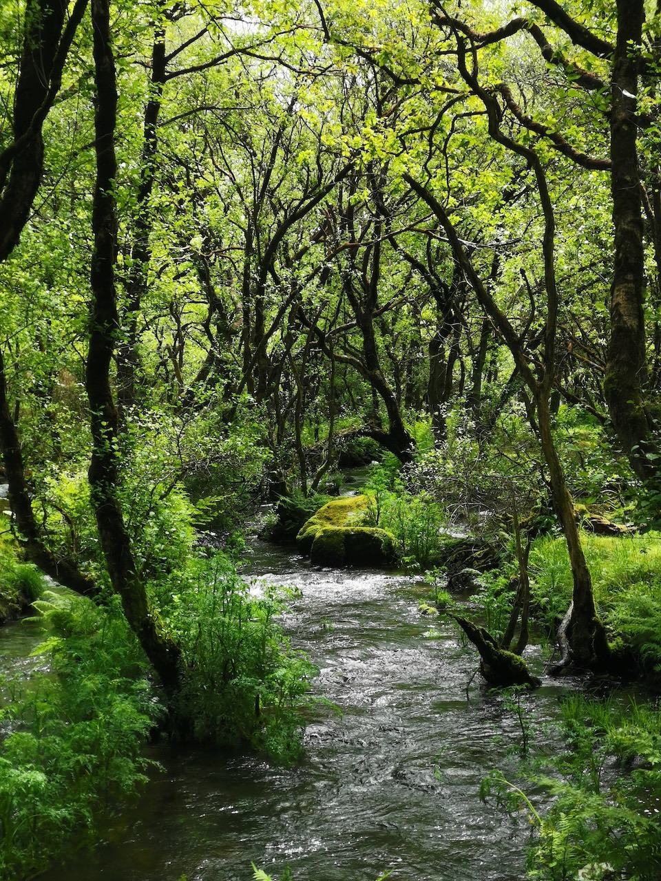 Rio Grande ou rio do Porto ao seu paso por Pena Vixia en Baio