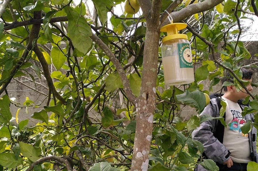 Campana velutina cole Corcubion 2