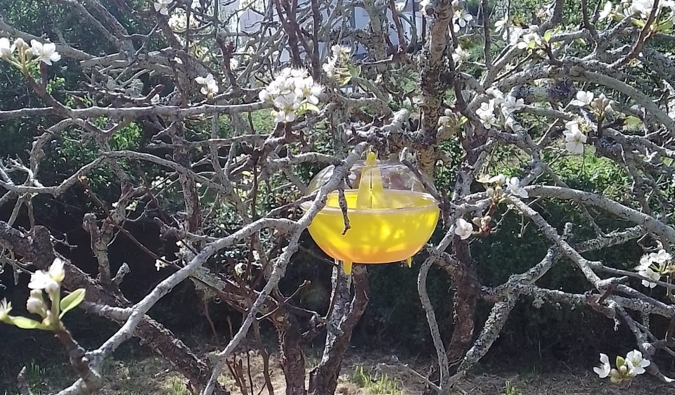 TRAMPA VELUTINA Ponteceso