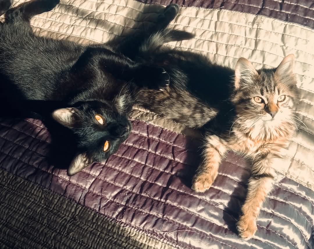 as gatas de Suso bahamonde