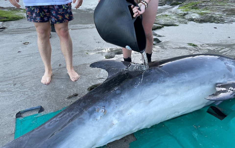 intentando salvar ao gonfino de estorde