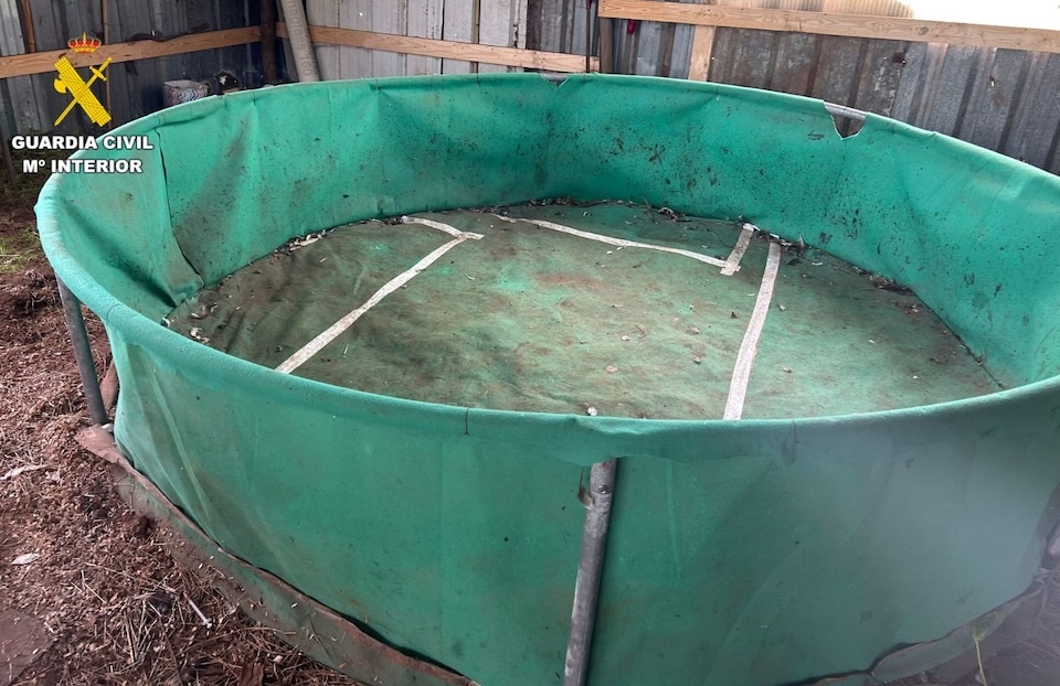 Pelexas ilegais de galos en Coristanco 3