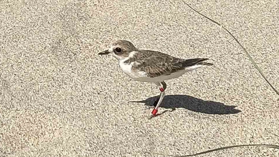 exemplar de pillara das dunas recen solta en Baldaio