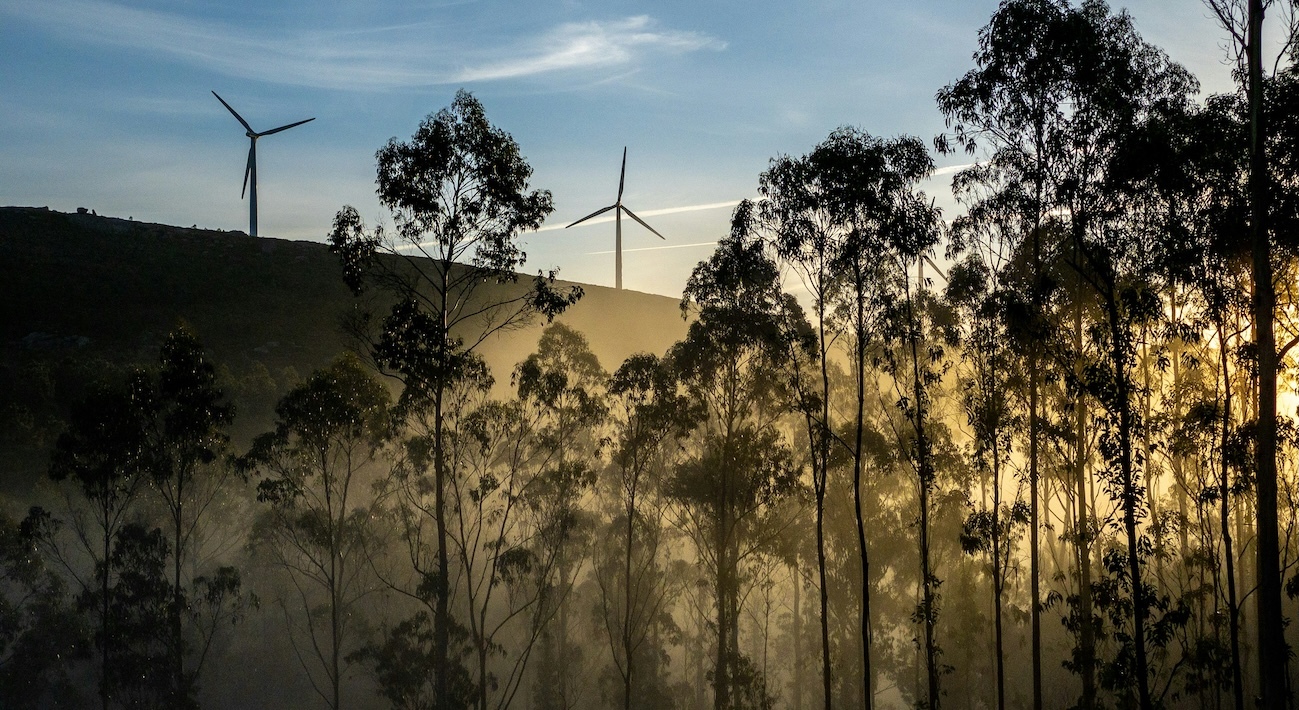 Eolicos e eucaliptos