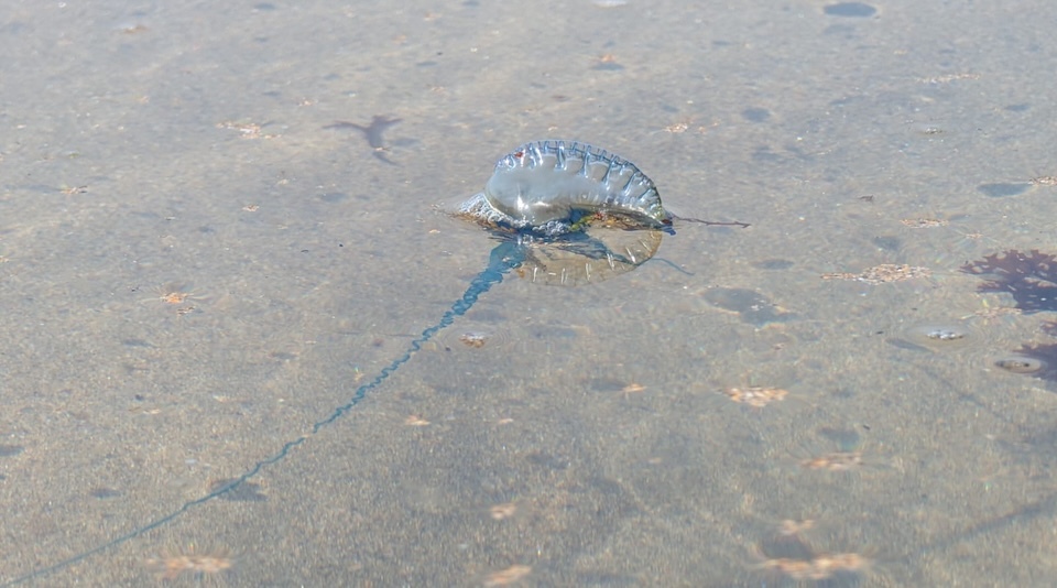 Carabelas portuguesas na praia das Torradas
