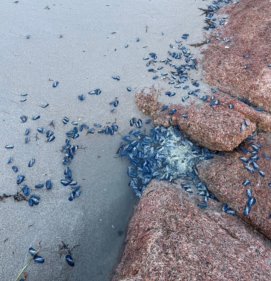 Veleirinos na praia do Reira