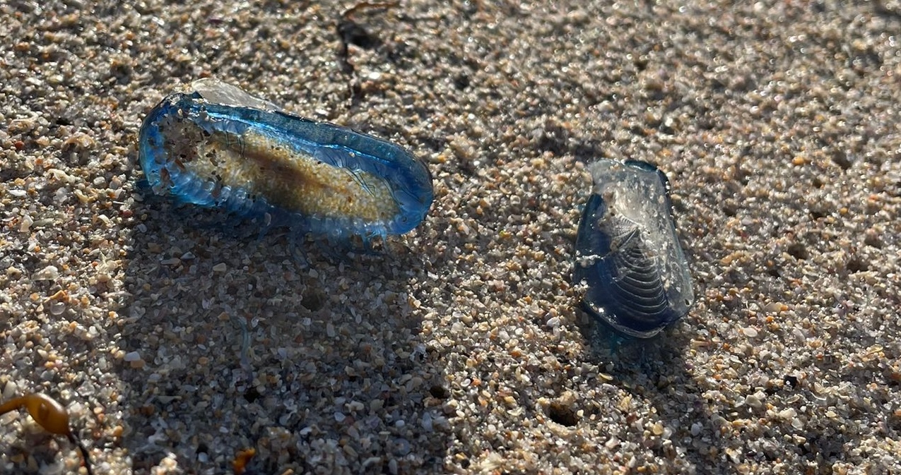 Veleirinos na praia do Reira 3