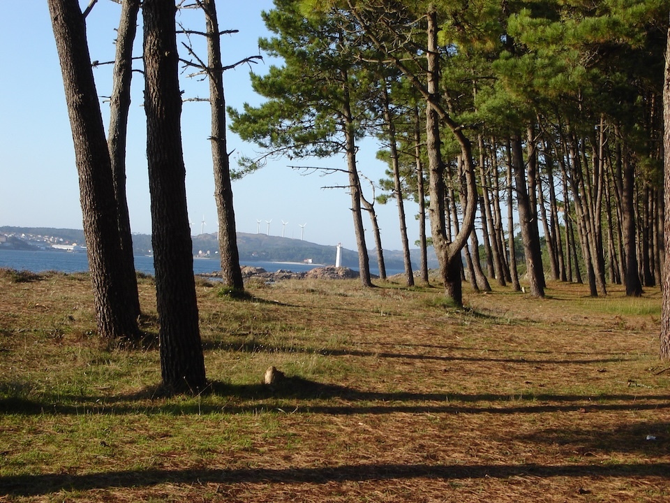 Pineiral na Praia do Lago