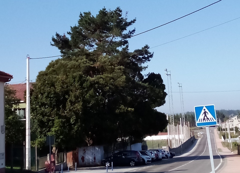 Arbore descontrolada en Buno 2