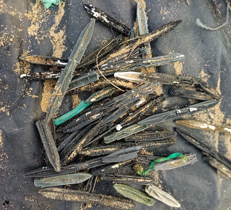 Tarugos de plateas das bateas de mexillon na praia de Mar de Fora