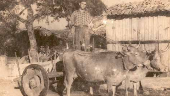 Carro en Outes, posiblemente destinado ao carreto. Outear, Memorias de Outes. IES Poeta Añón, Outes, 2013.