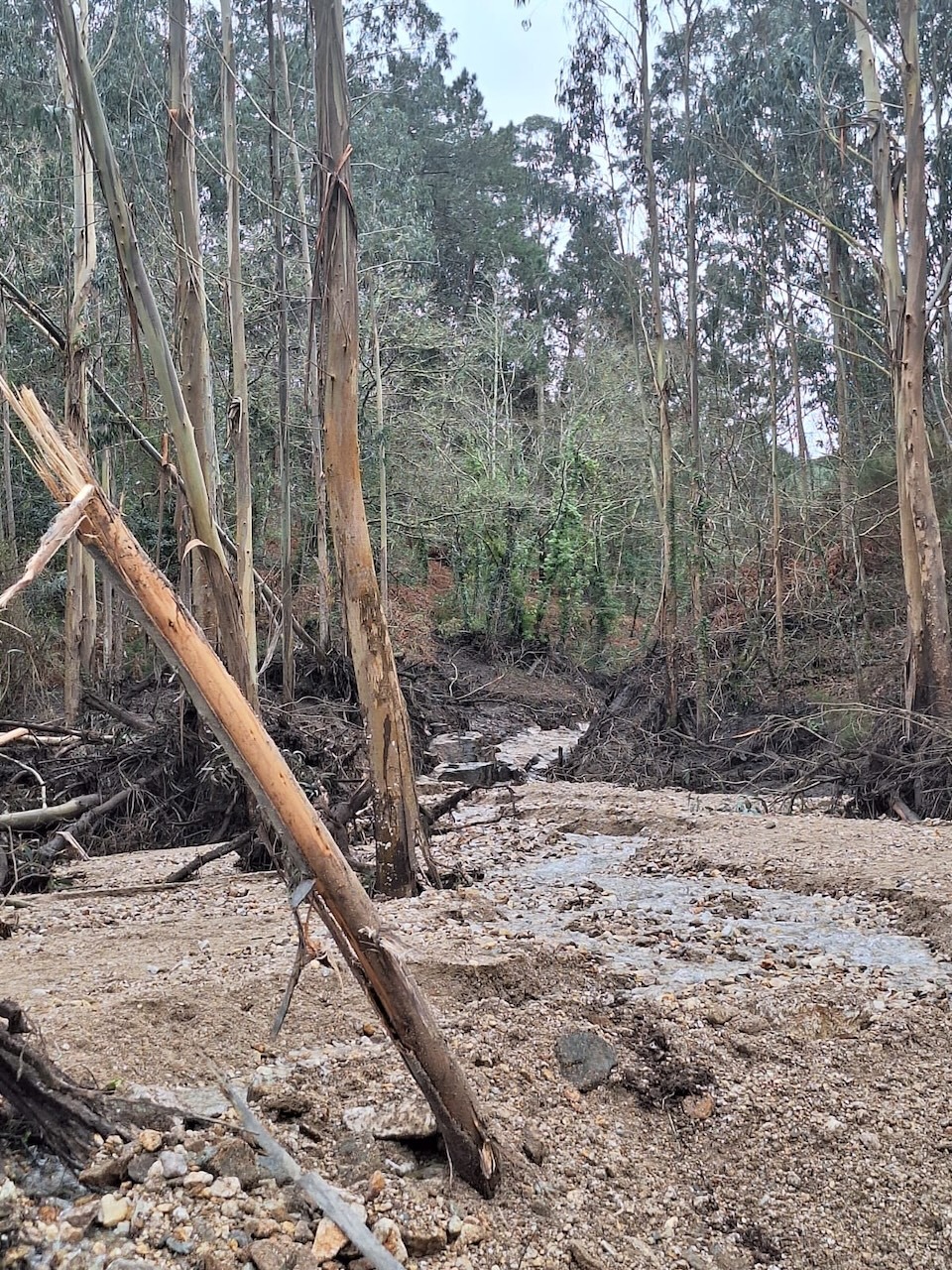 Consecuencias Monte Neme 2