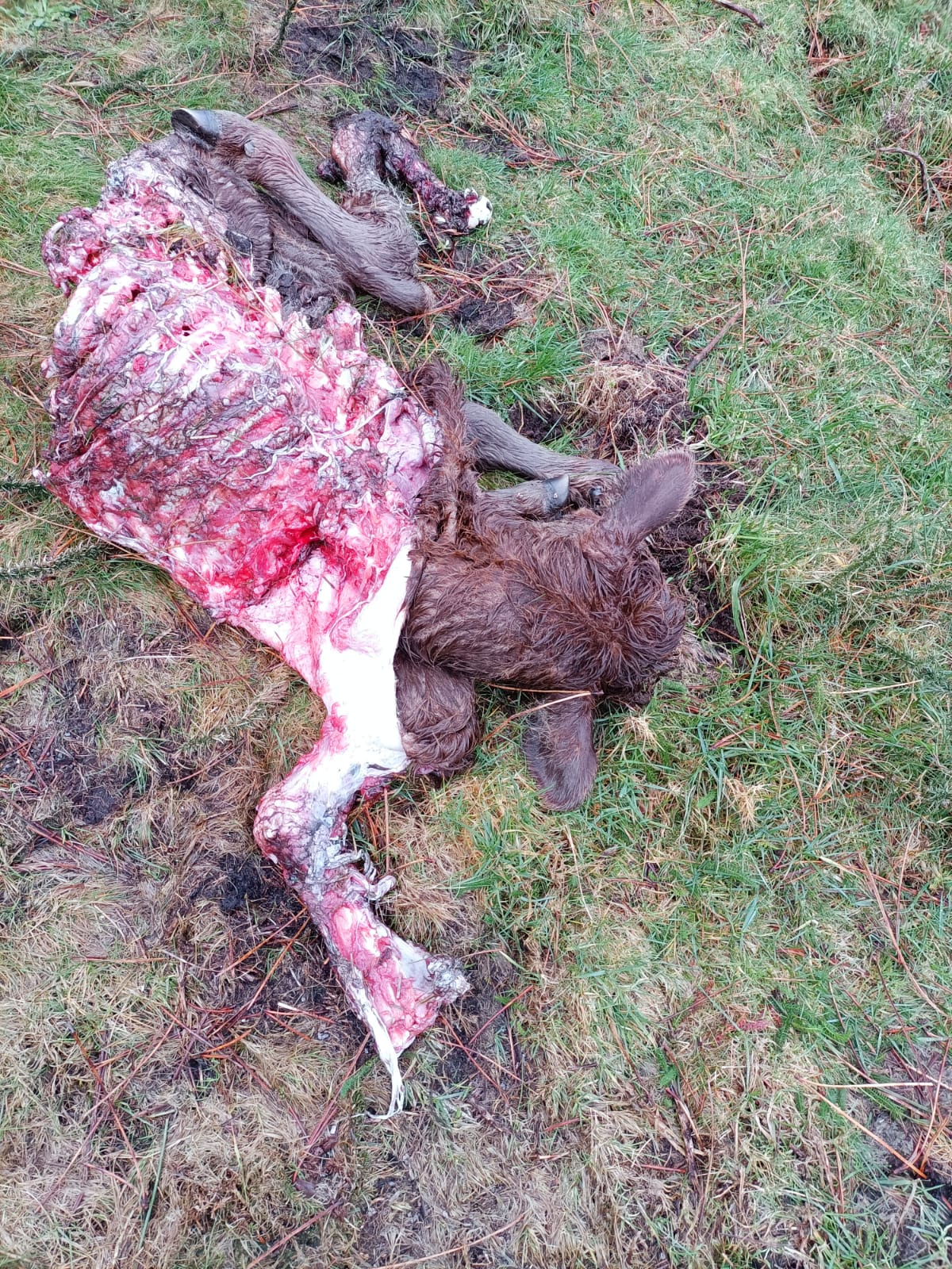 Vacas no Man Común de Montecelos de Vimianzo comida polo lobo