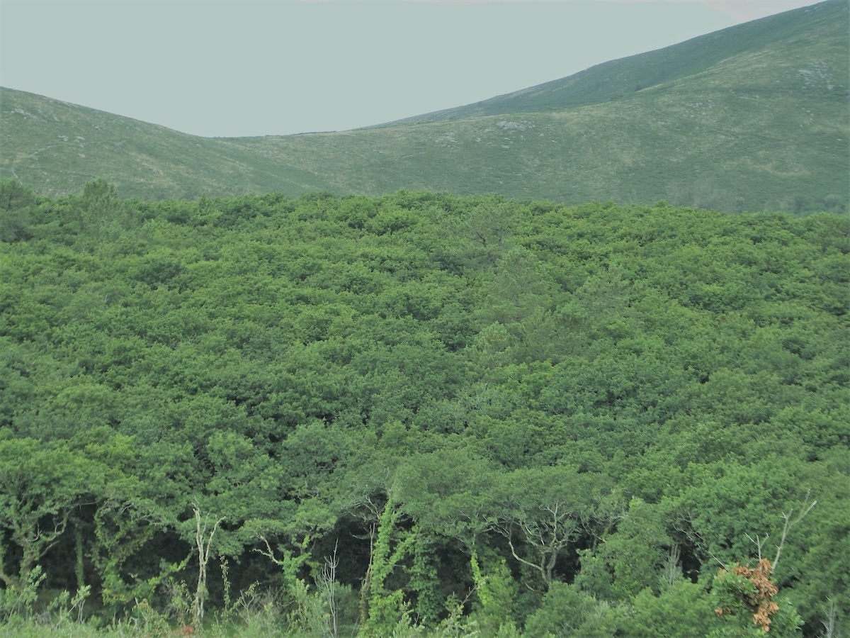 Devesa de Anllares-Foto-Concello Mazaricos 2