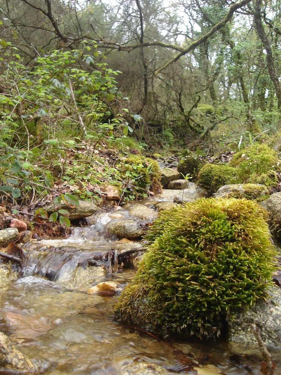 Devesa de Anllares-Regato