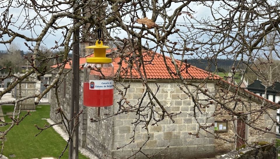 trampa__velutina_cabana