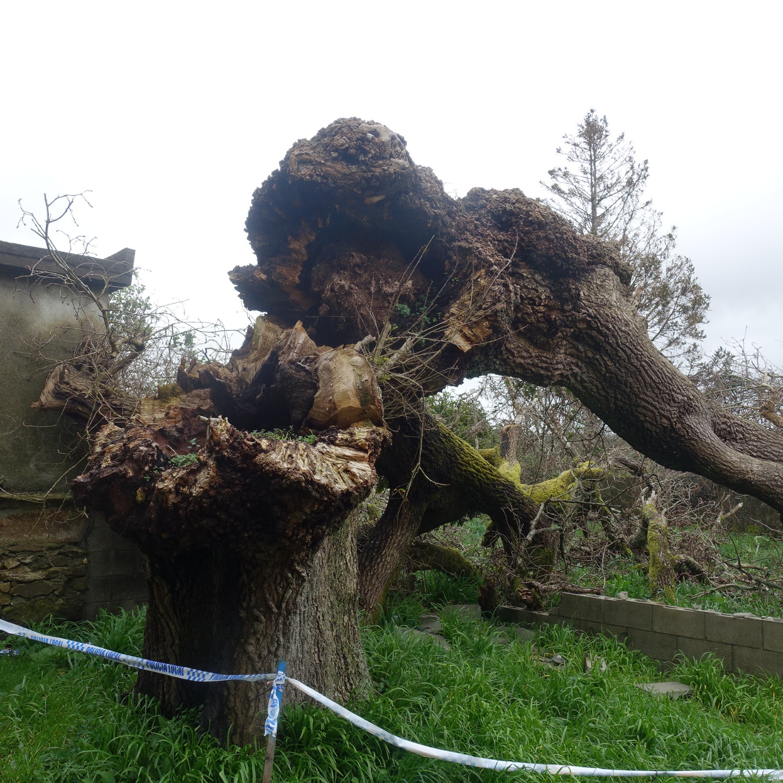 Arbore Senlleira Caforra