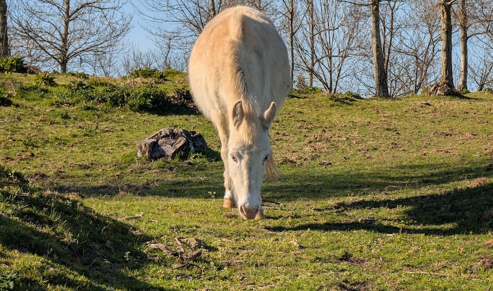 5 equidos custodian o Castro de Montes Claros