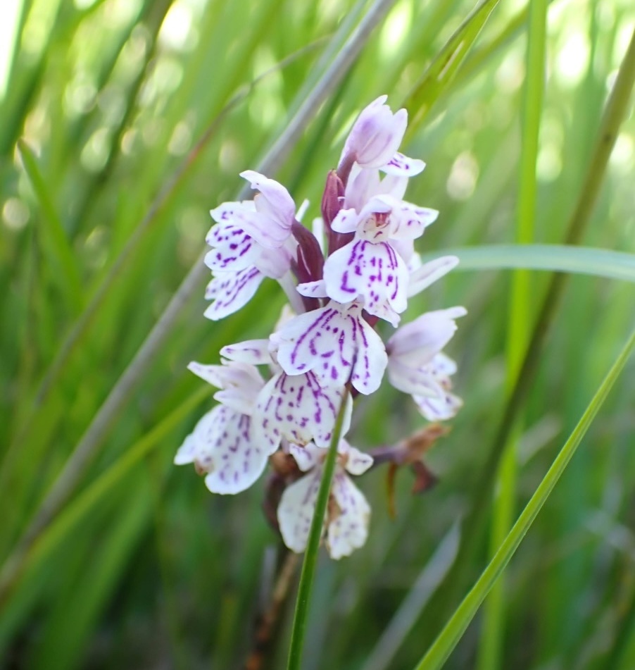  flor dactylorhiza maculata na lagoa de Alcaian