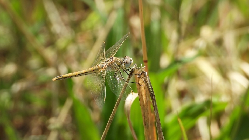 a libeliña é libellula quadrimaculata na Lagoa de Alcaian