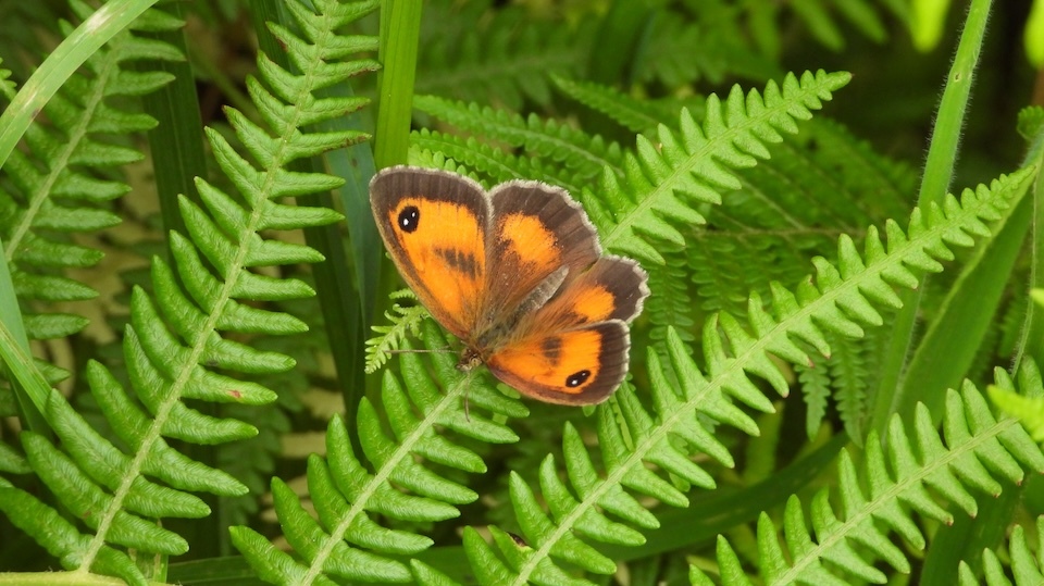 bolboreta é pyronia tithonus na lagoa de Alcaian