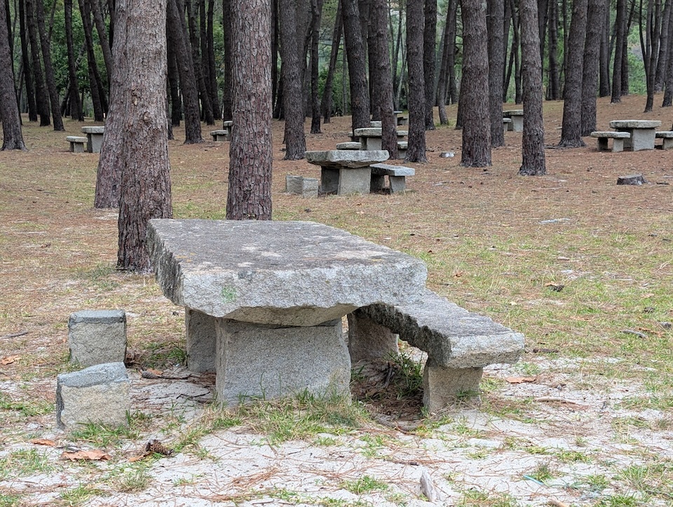 Piñeiral para picnic na praia de Balares 2